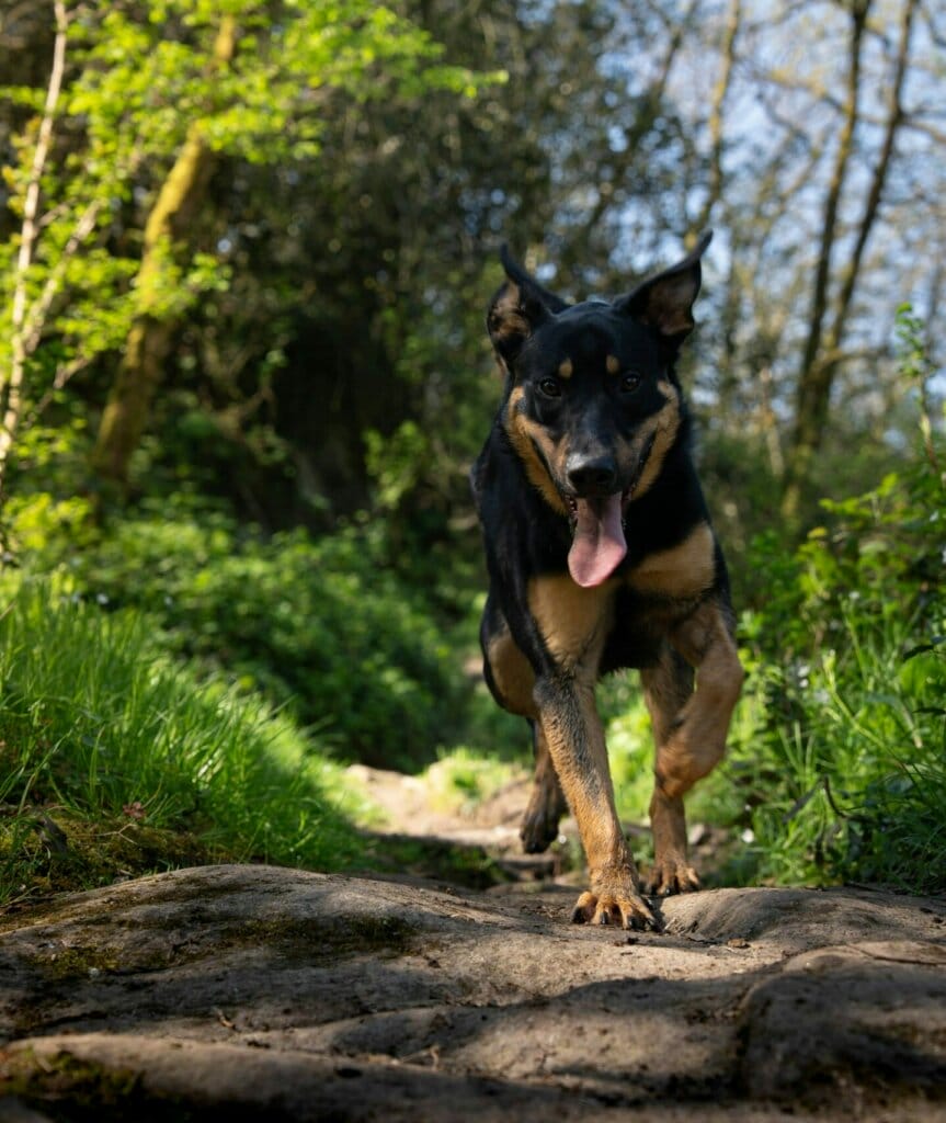 Beauceron qui court