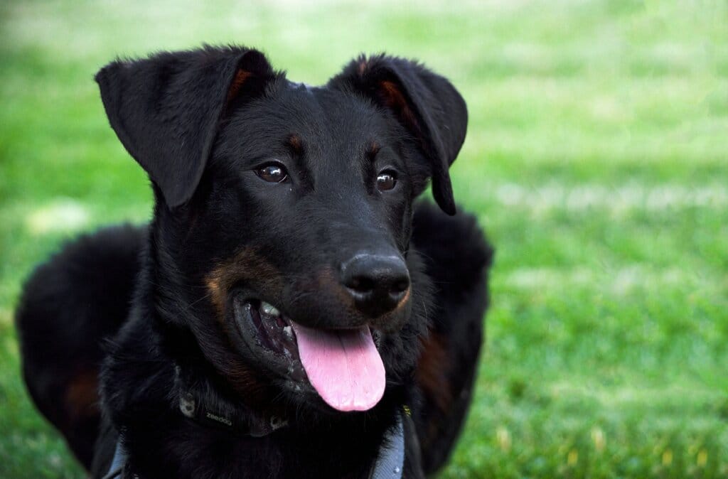 Mâle beauceron dans l'herbe