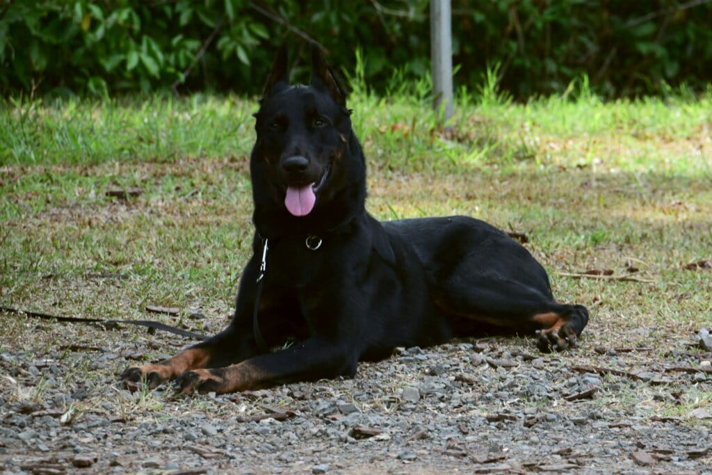 beau beauceron couché