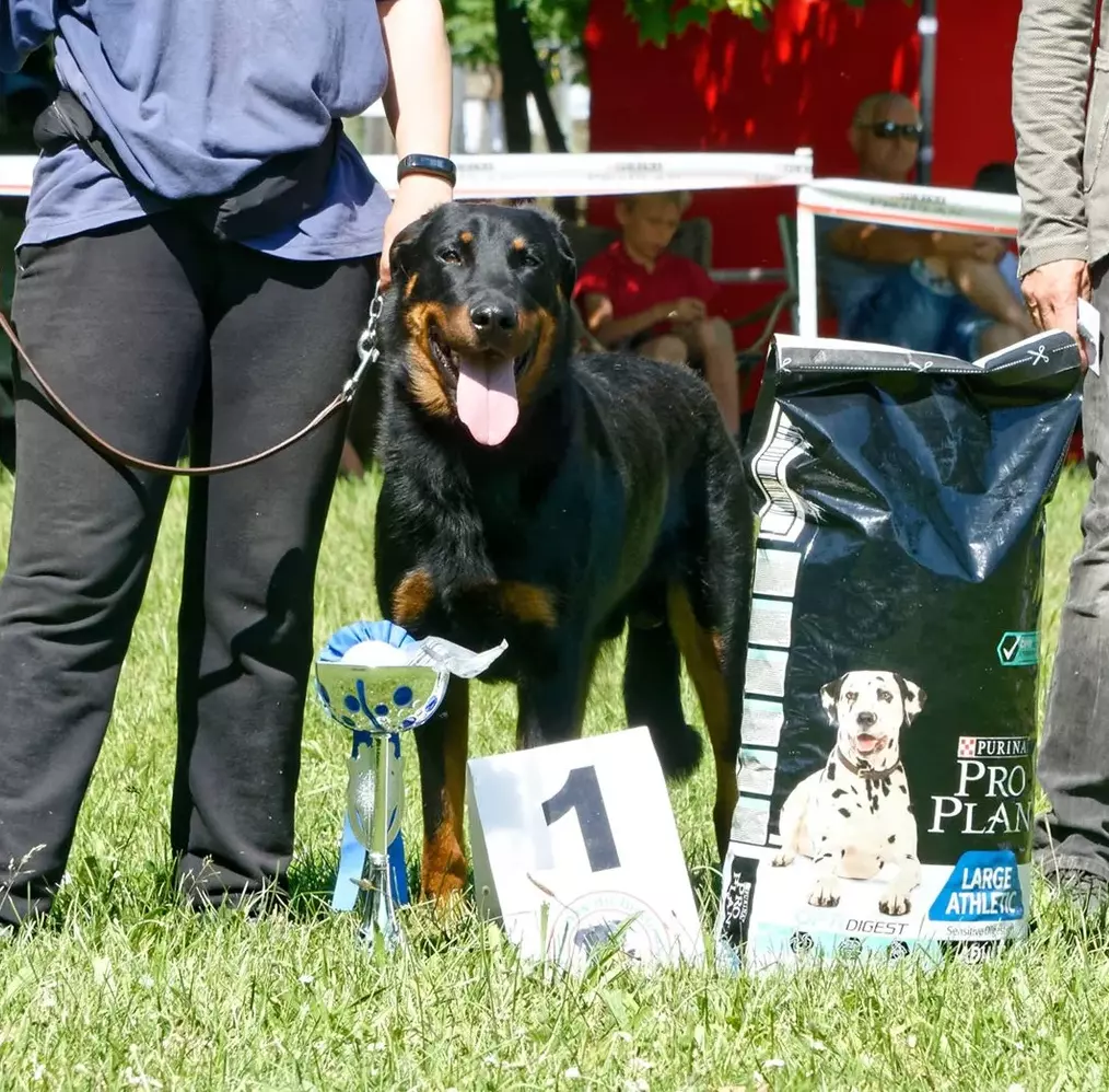 Maestro du Mont des Croisettes