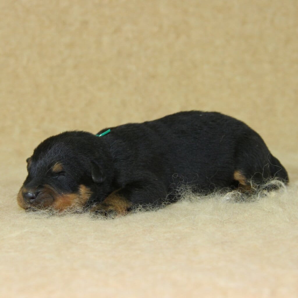 Chiot beauceron à l'élevage du paradis des edelweiss