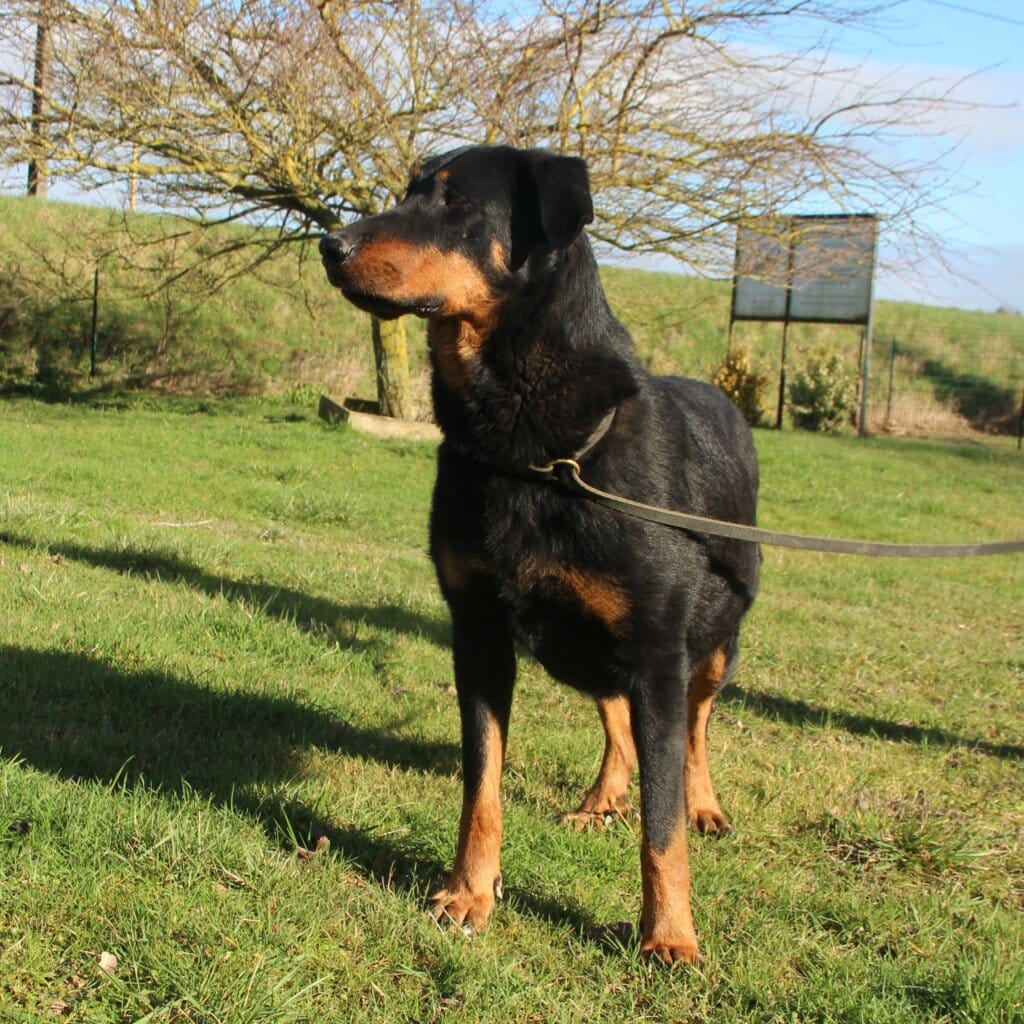 Cheinne beauceron au paradis des edelweiss