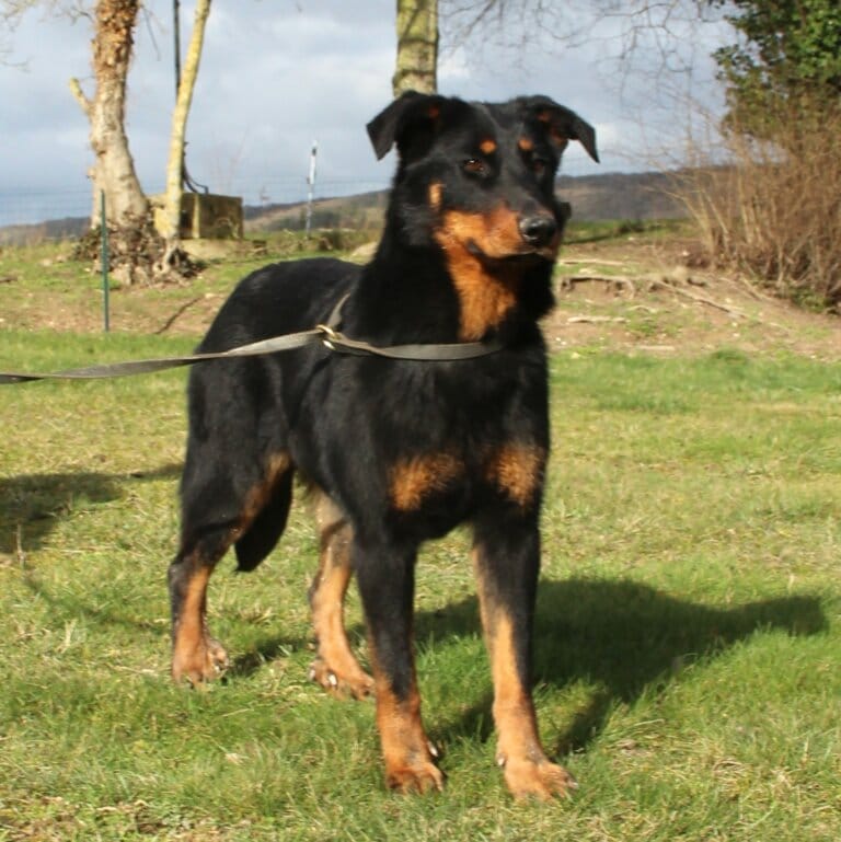 Chienne beauceron dans l'herbe