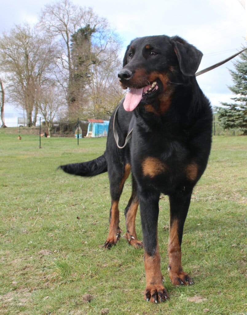 Chien beauceron a vendre