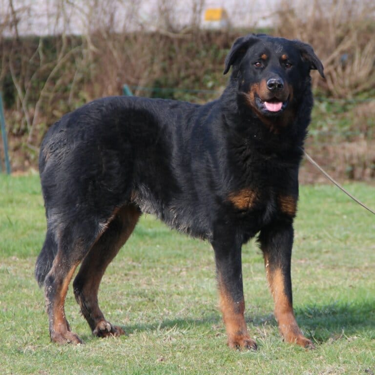 Unix mêle beauceron au Paradis des Edelweiss