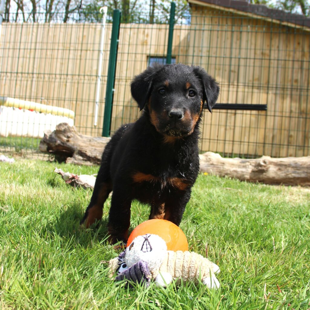 Chiot beauceron a vendre dans l'herbe avec un jouet