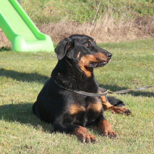 Chien beauceron couché dans l'herbe au soleil
