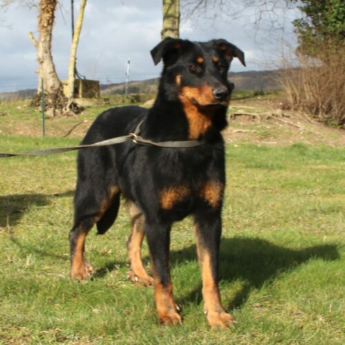 Chienne beauceron dans l'herbe