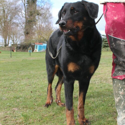 Chien berger de Beauce